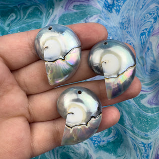 Nautilus Shell 23x32mm Blue/Gray Pendant