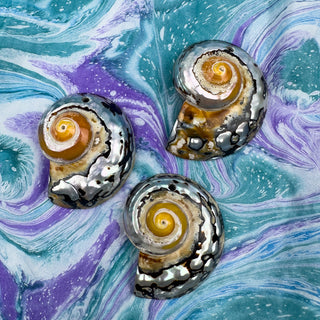 Nautilus Shell 28x35mm Multicolor Pendant