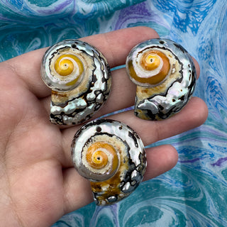 Nautilus Shell 28x35mm Multicolor Pendant